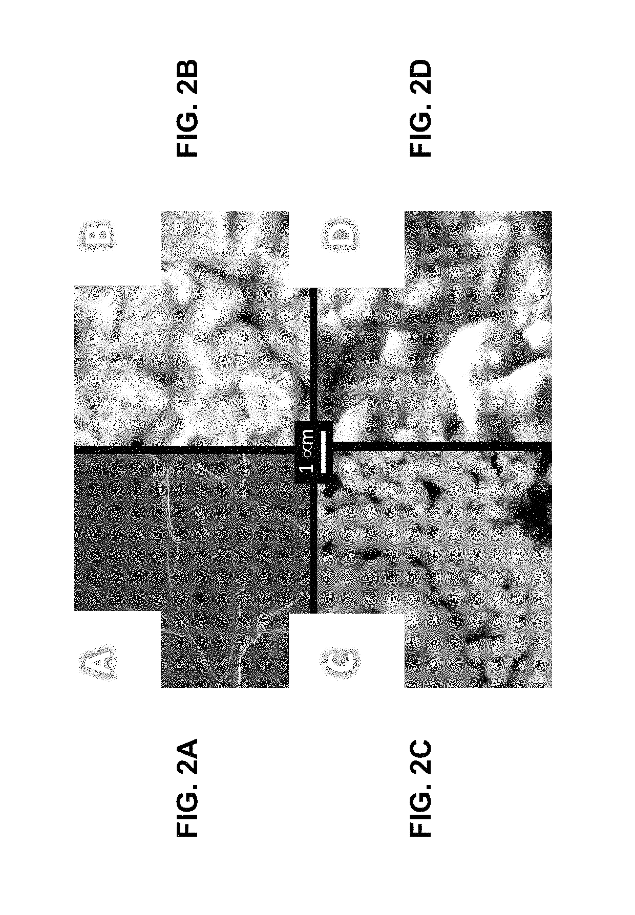 Electroless process for depositing refractory metals