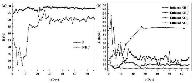 Active biological filter material and sewage high-efficiency nitrogen and phosphorus removal method using the same