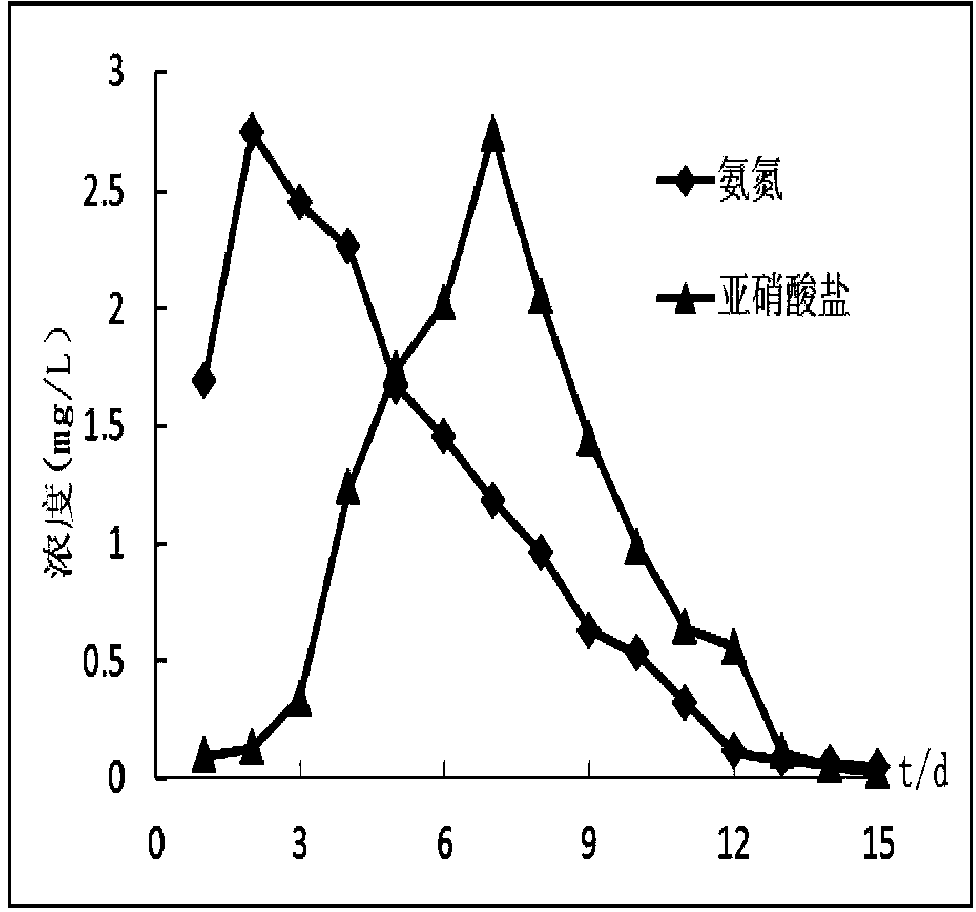 Ammonia oxidizing bacterium enriching device and method suitable for purifying micro-polluted water and application of ammonia oxidizing bacterium enriching device and method