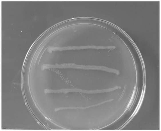 Pseudomonas PR1 as well as preparation method and application thereof