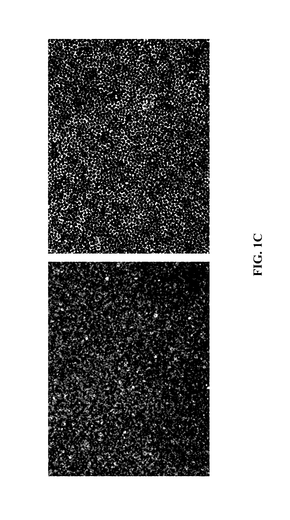 Macs-based purification of stem cell-derived retinal pigment epithelium