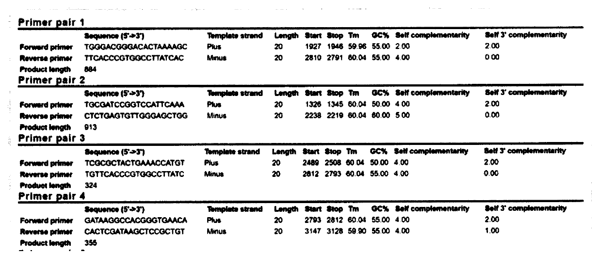 PCR identification method of soybean rhizobium strain 5873, and primers and application of method