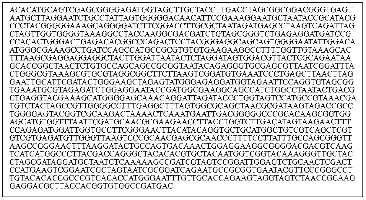 Acinetobacter johnsonii AJ-3 strain and application thereof