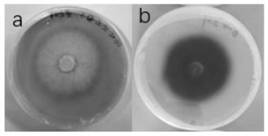 Novel Bjerkandera sp. SZ-4 and application thereof