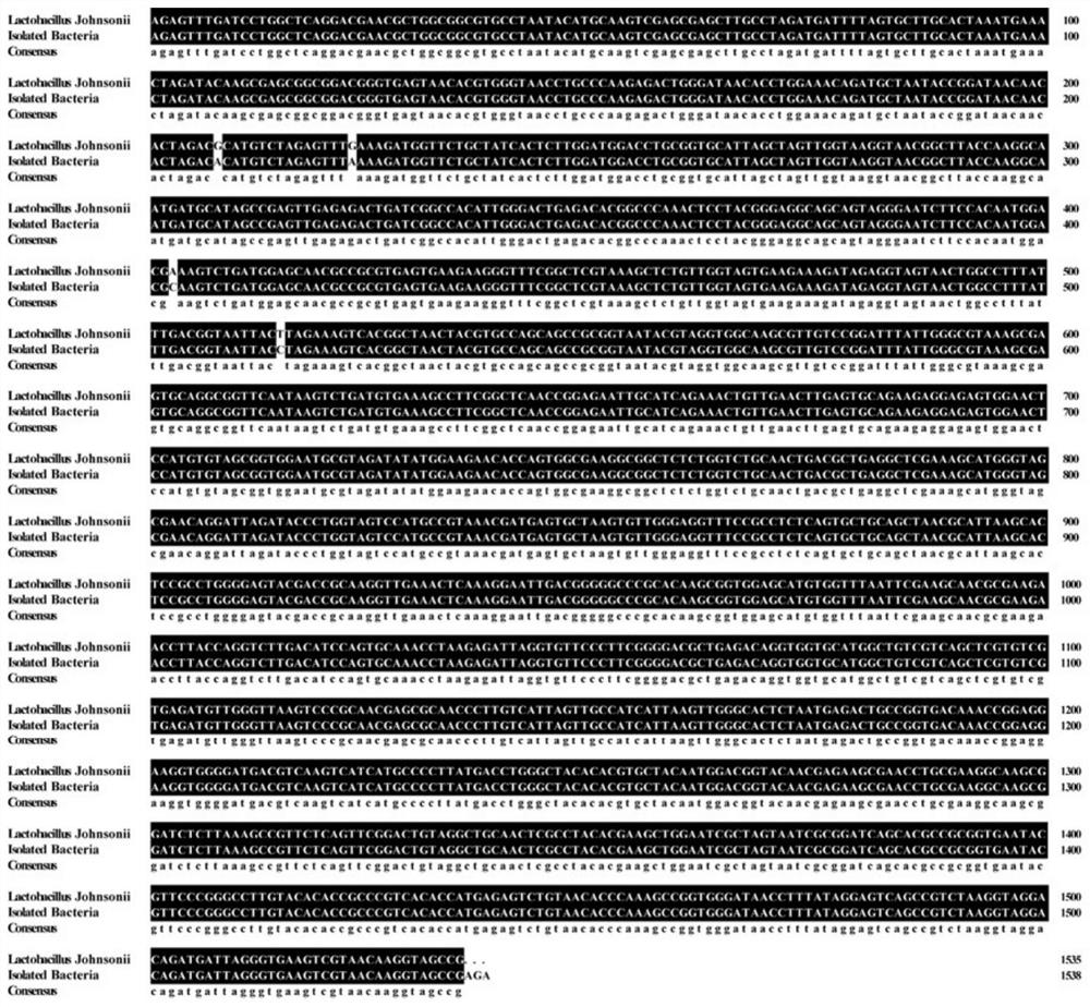 Application of lactobacillus johnsonii in preventing and/or treating inflammatory bowel diseases