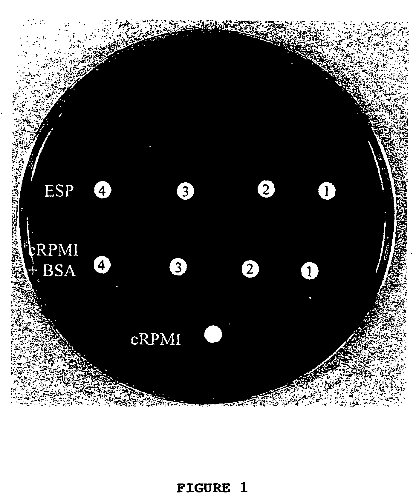 Detection of antibacterial activity in excretory secretory product of adult Trichuris suis