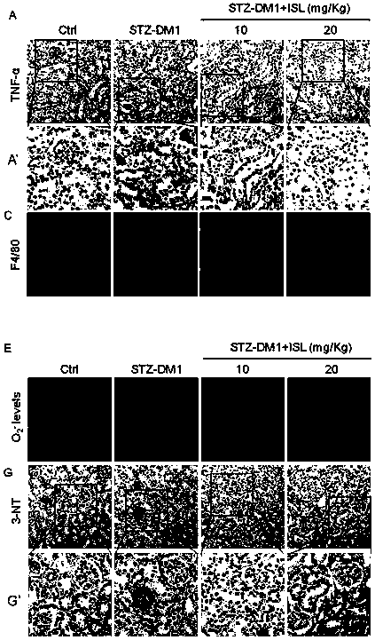 Isoliquiritigenin, pharmaceutical composition and application thereof in treatment of diabetic nephropathy