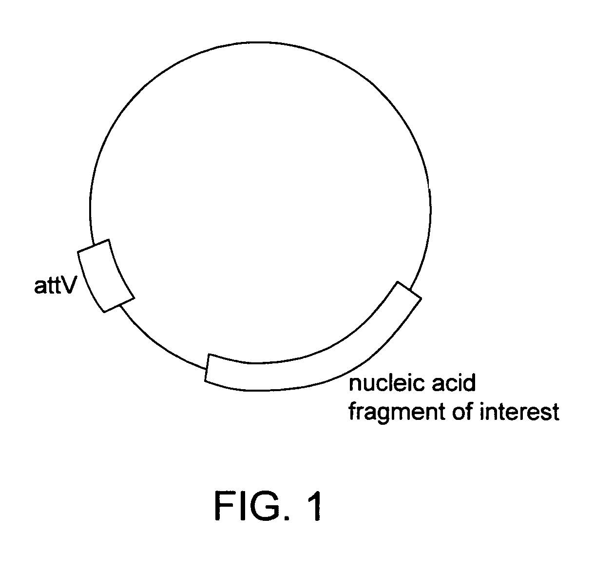 Methods of unidirectional, site-specific integration into a genome, compositions and kits for practicing the same