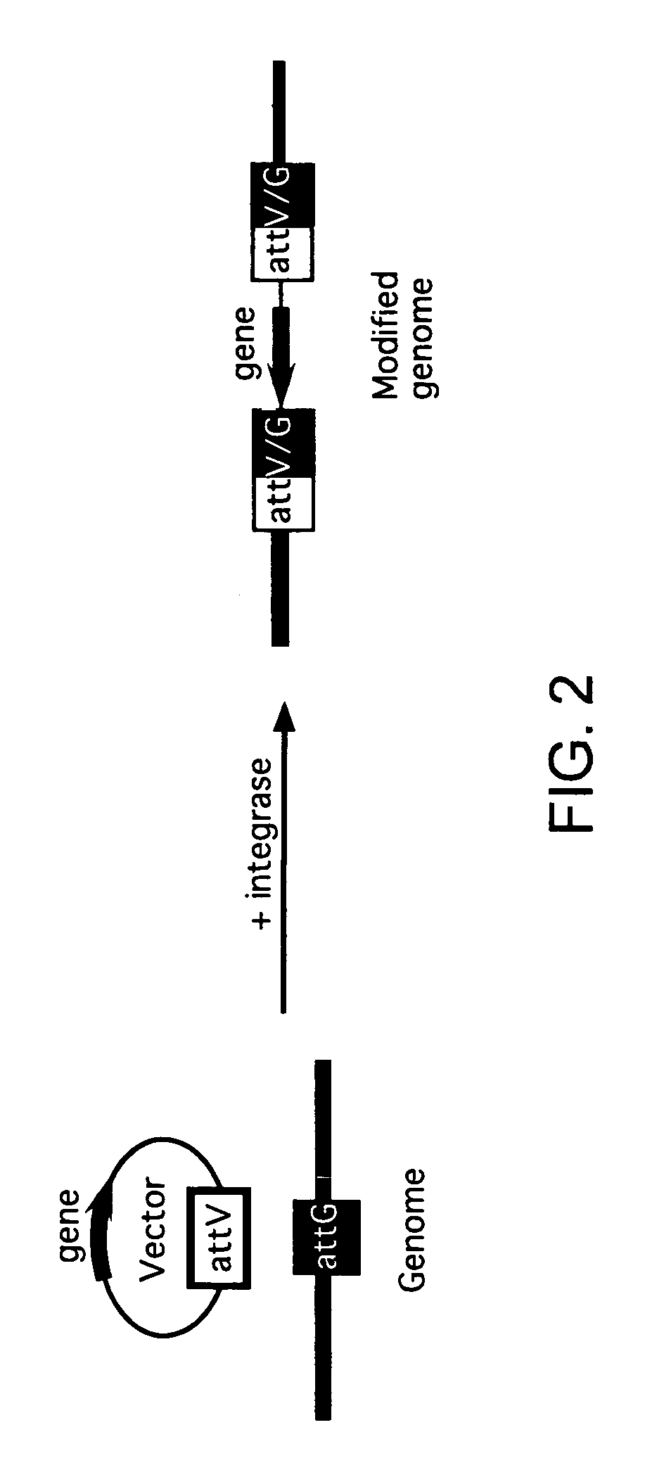 Methods of unidirectional, site-specific integration into a genome, compositions and kits for practicing the same