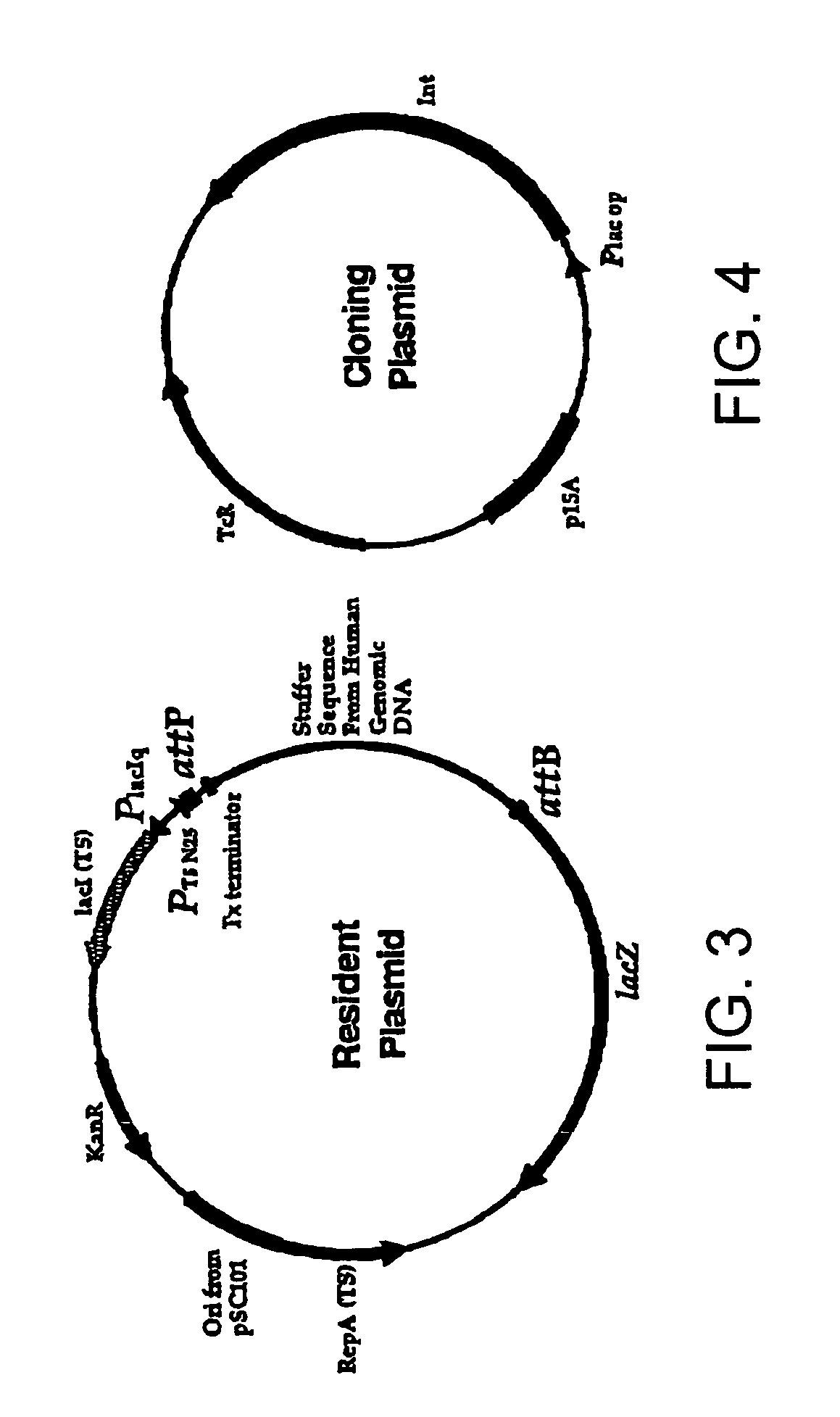 Methods of unidirectional, site-specific integration into a genome, compositions and kits for practicing the same