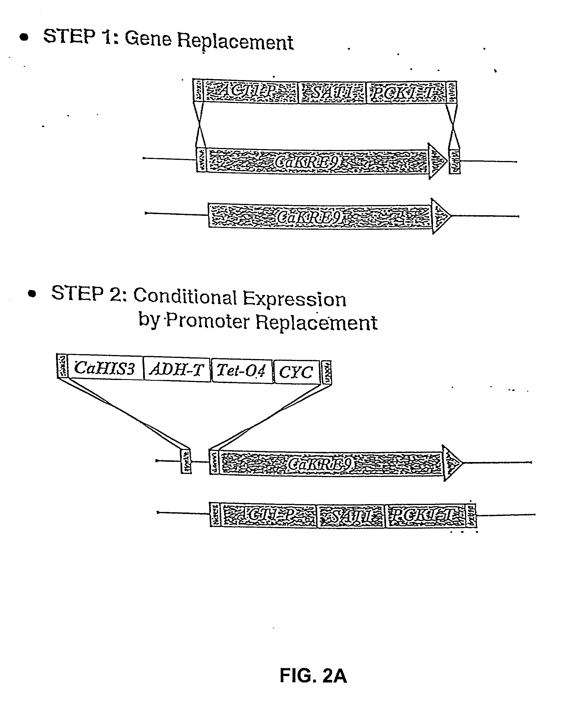 Gene disruption methodologies for drug target discovery