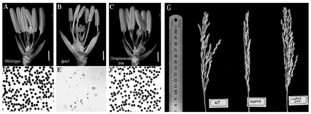 Application of male sterility gene osdpw3 and method for restoring rice fertility