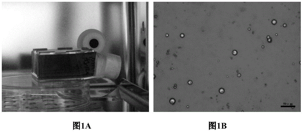 Method for inducing differentiation of porcine dedifferentiated adipocytes to form skeletal muscle cells