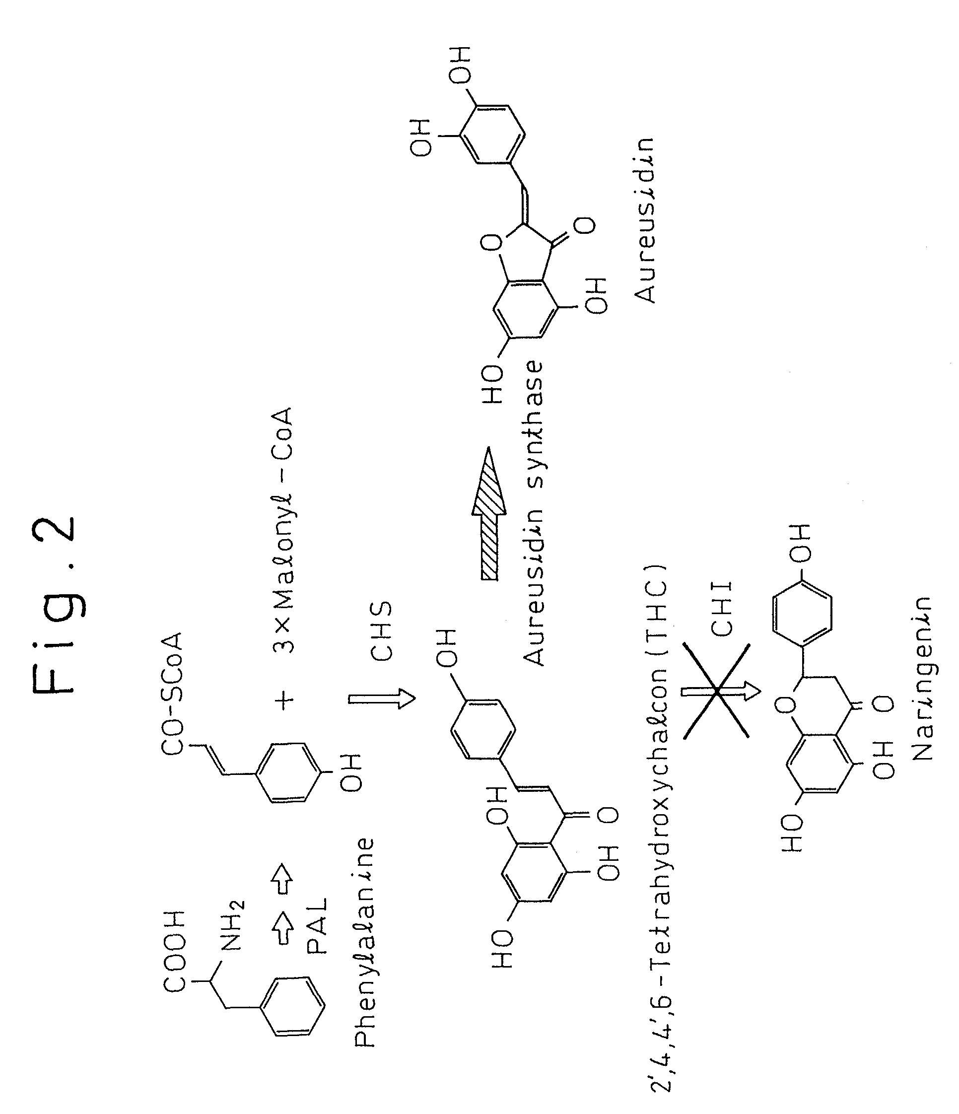 Gene encoding protein having aurone synthesizing activity