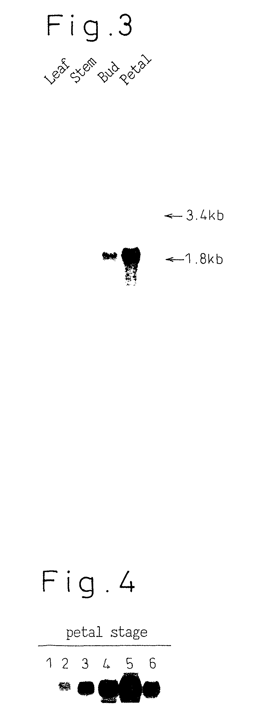 Gene encoding protein having aurone synthesizing activity