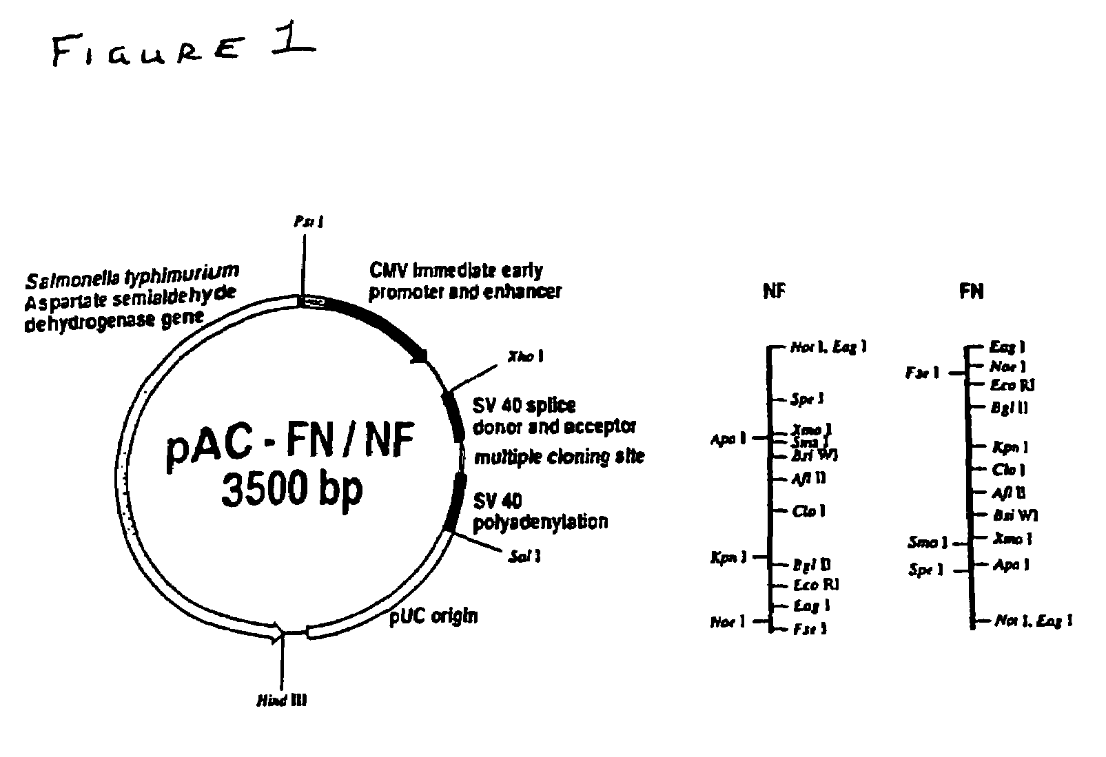 Nucleic acid vectors for immunization