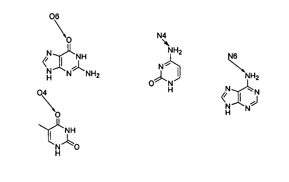 Nucleotide analogs