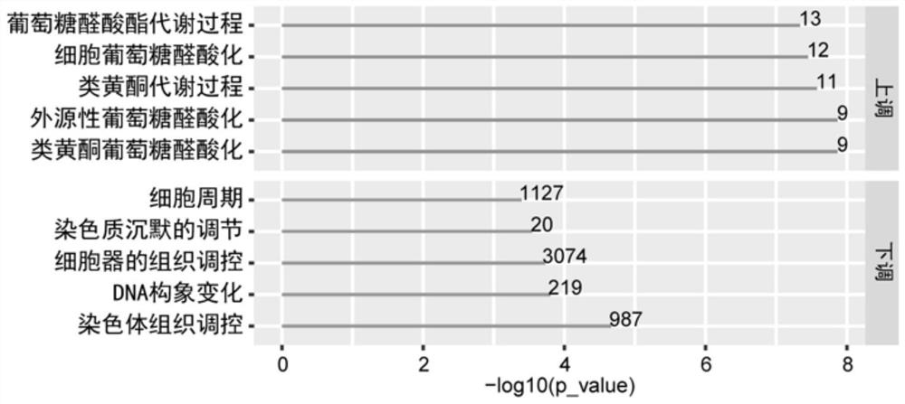 Application of donkey-hide gelatin in products for relieving cell oxidative stress damage