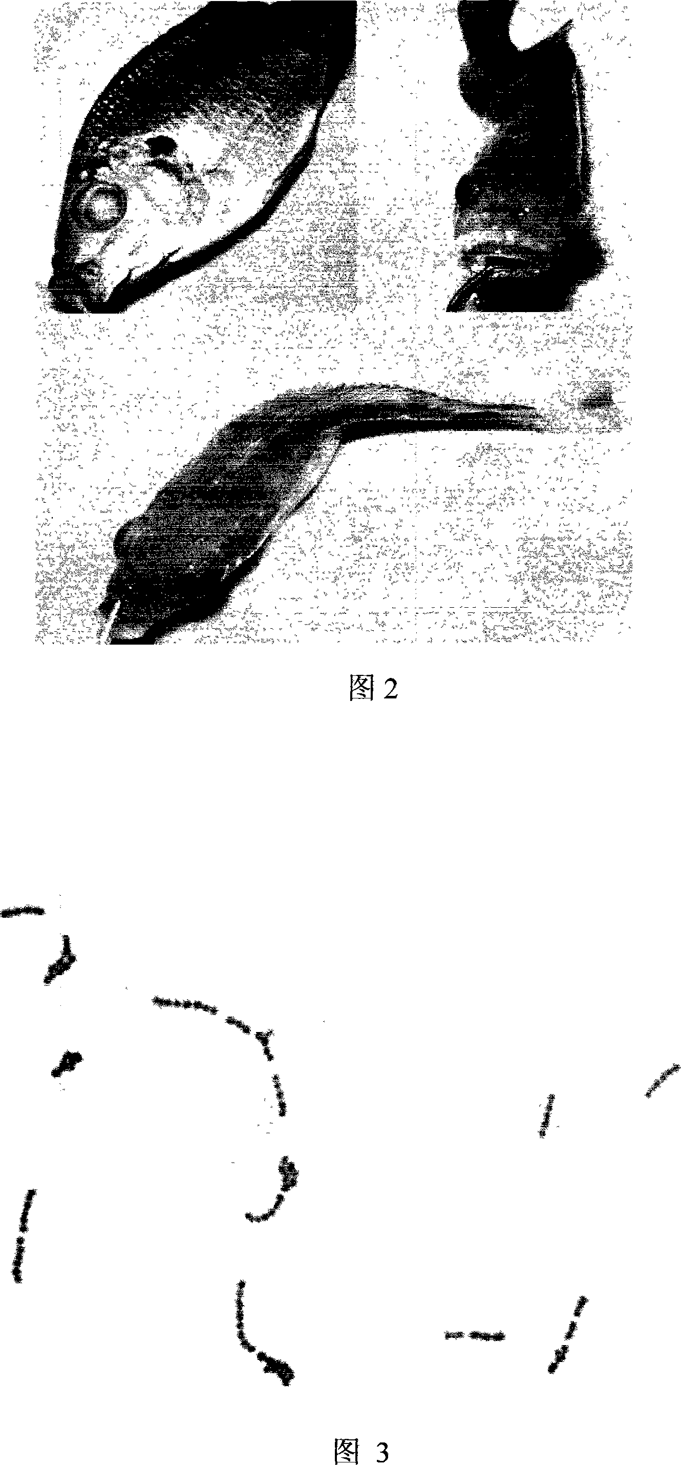 Dolphin streptococcal white-oil adjuvant inactivated vaccine and preparing method