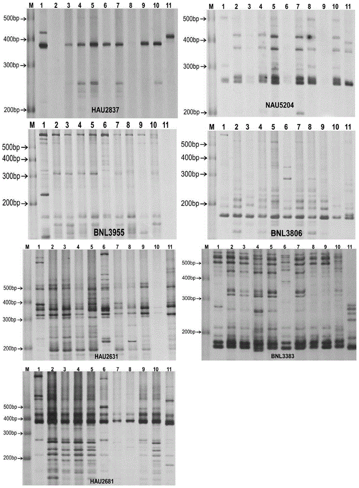 Method for identifying varieties of low-phenol cotton