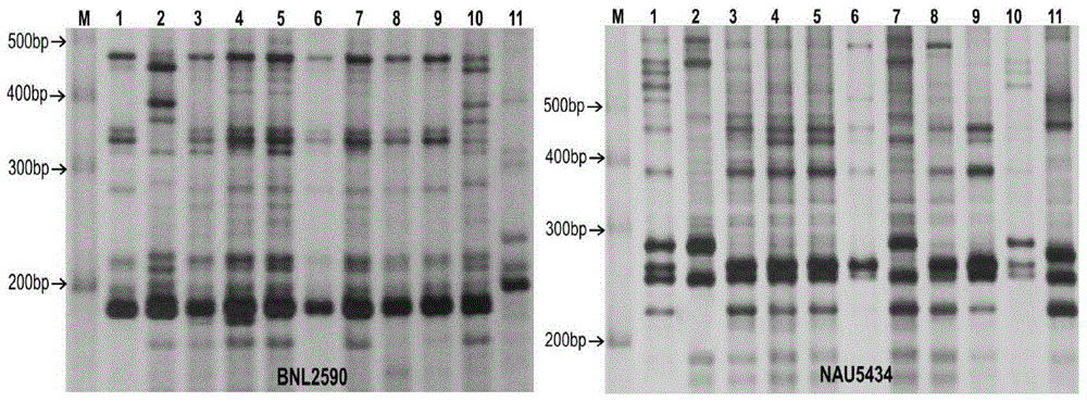 Method for identifying varieties of low-phenol cotton