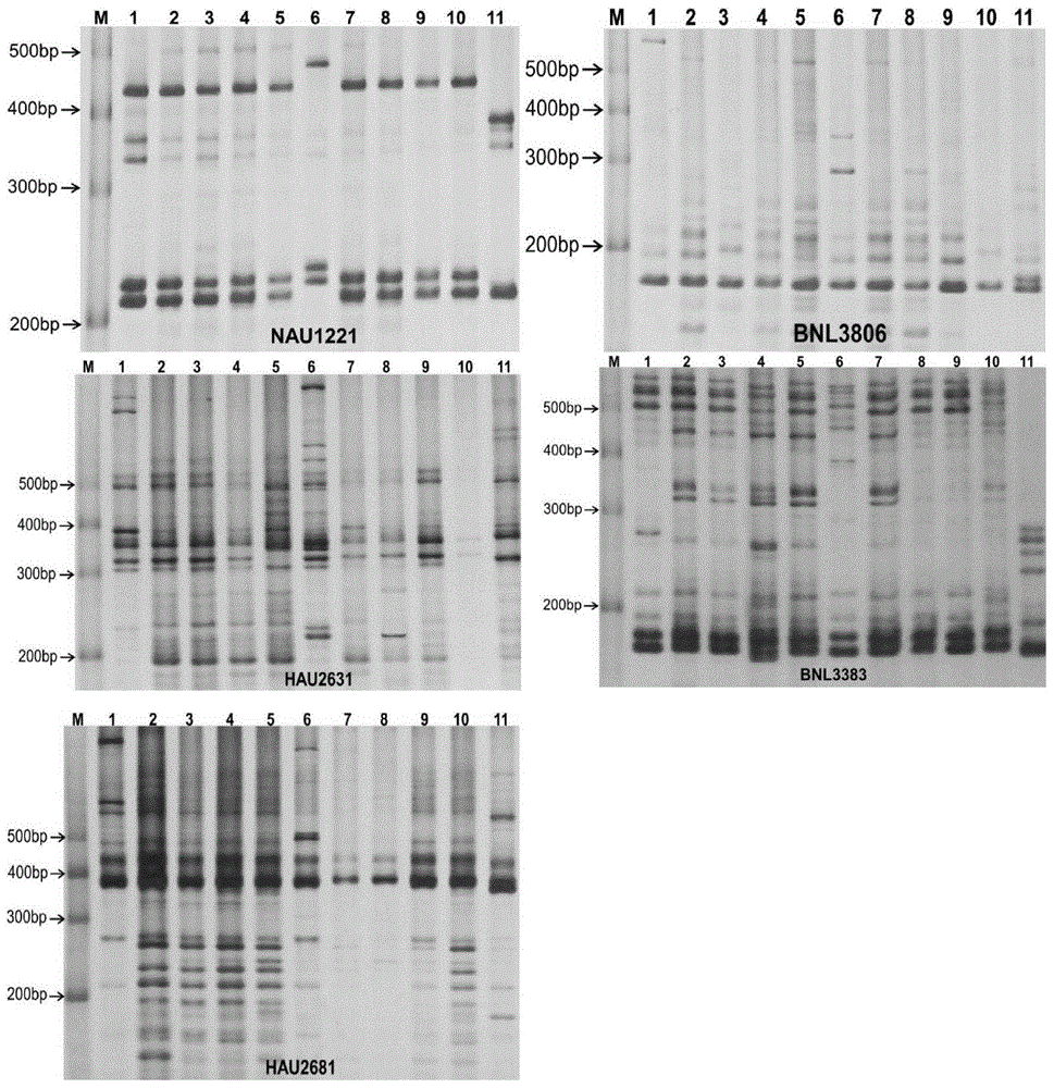 Method for identifying varieties of low-phenol cotton