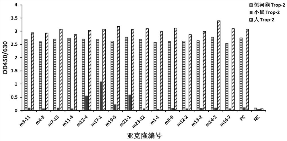 Anti-human Trop-2 antibody and application thereof