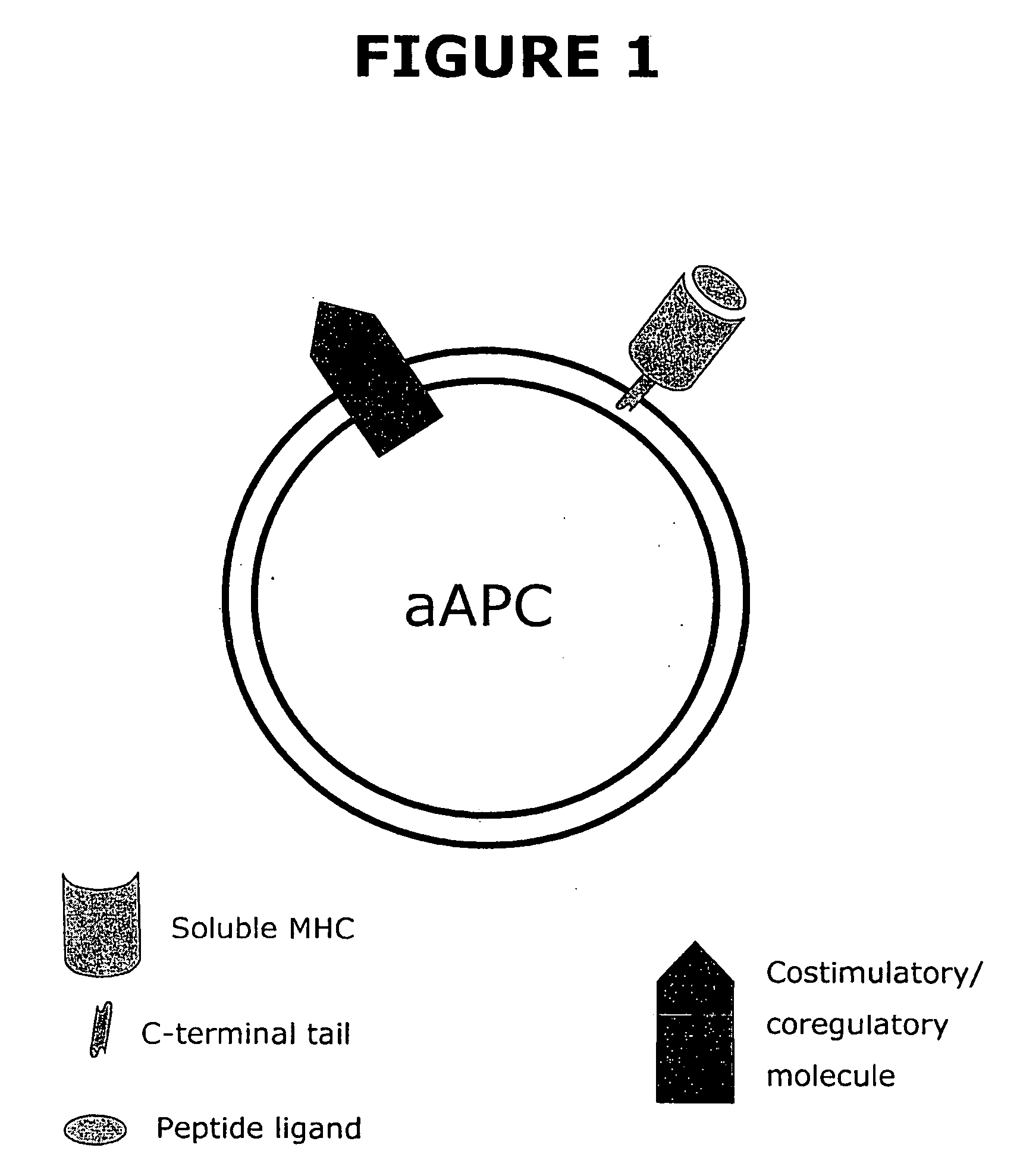 Soluble MHC artificial antigen presenting cells