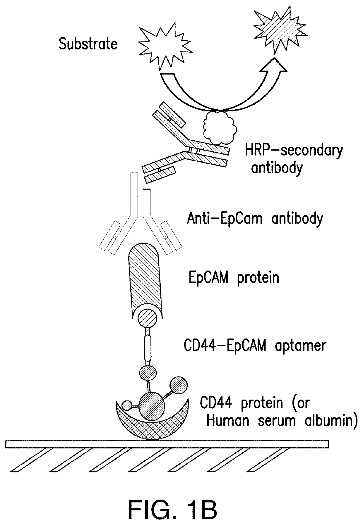 Bispecific Aptamer for Treating Cancer