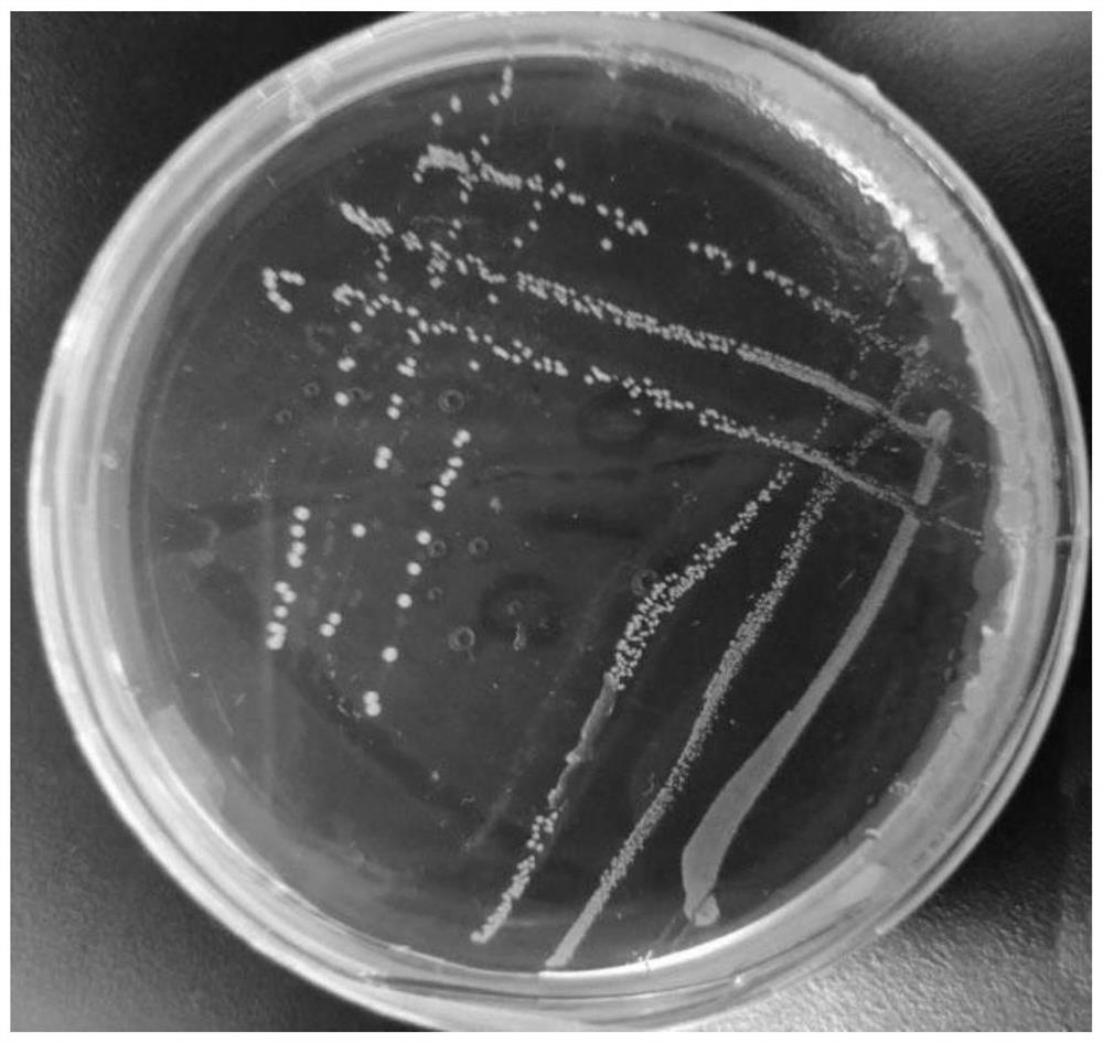 Lactobacillus plantarum and application thereof to pet dog food