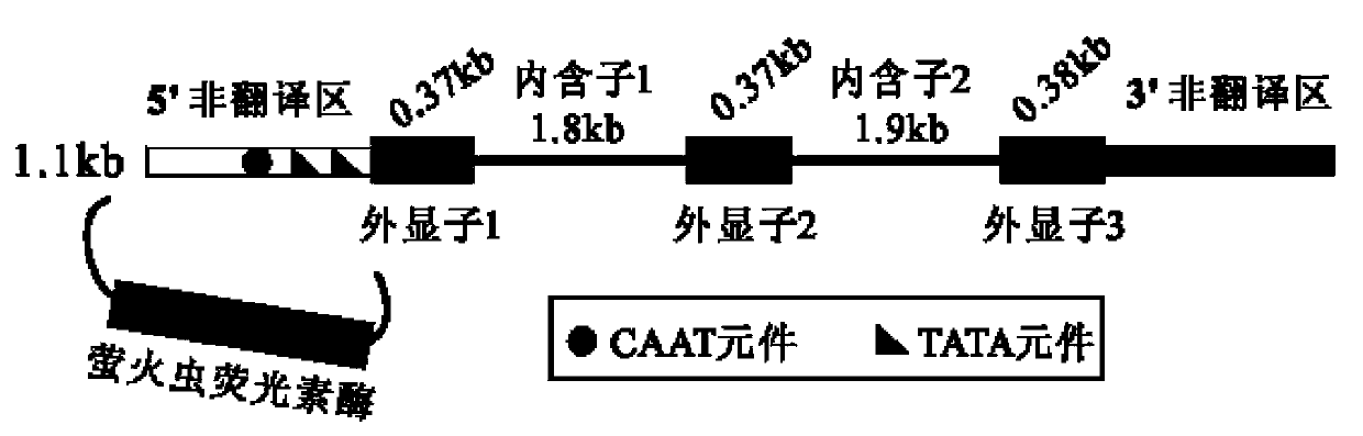 Pig myostatin gene promoter and its applications