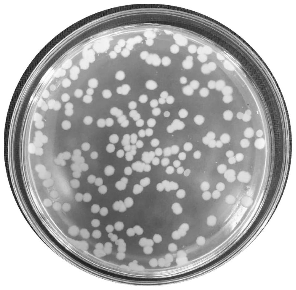 Bacillus cereus and application thereof