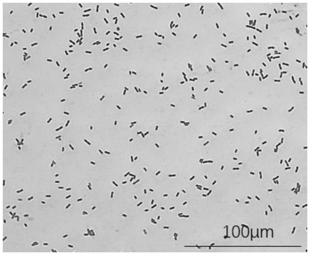 Bacillus cereus and application thereof