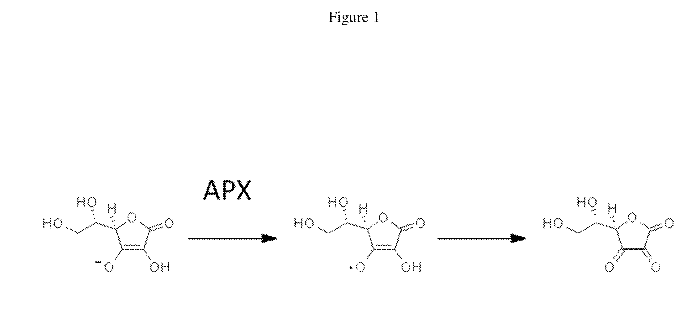 Cytosolically-active peroxidases as reporters for microscopy