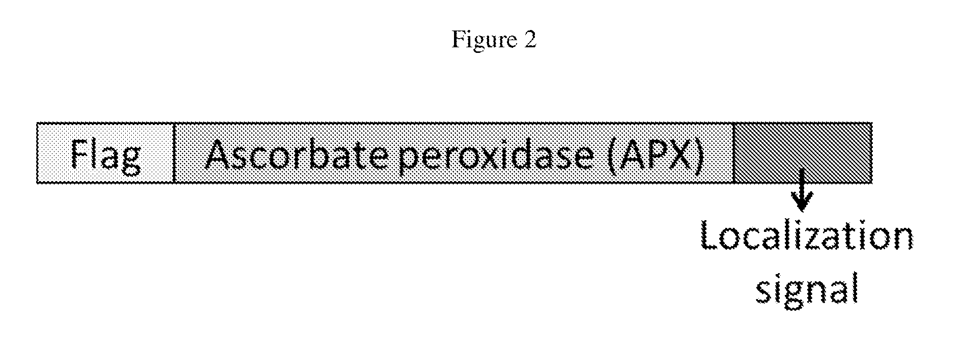 Cytosolically-active peroxidases as reporters for microscopy