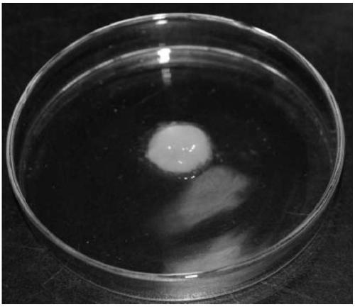 Collagen material for promoting stem cell expansion and stemness maintenance and preparation method thereof