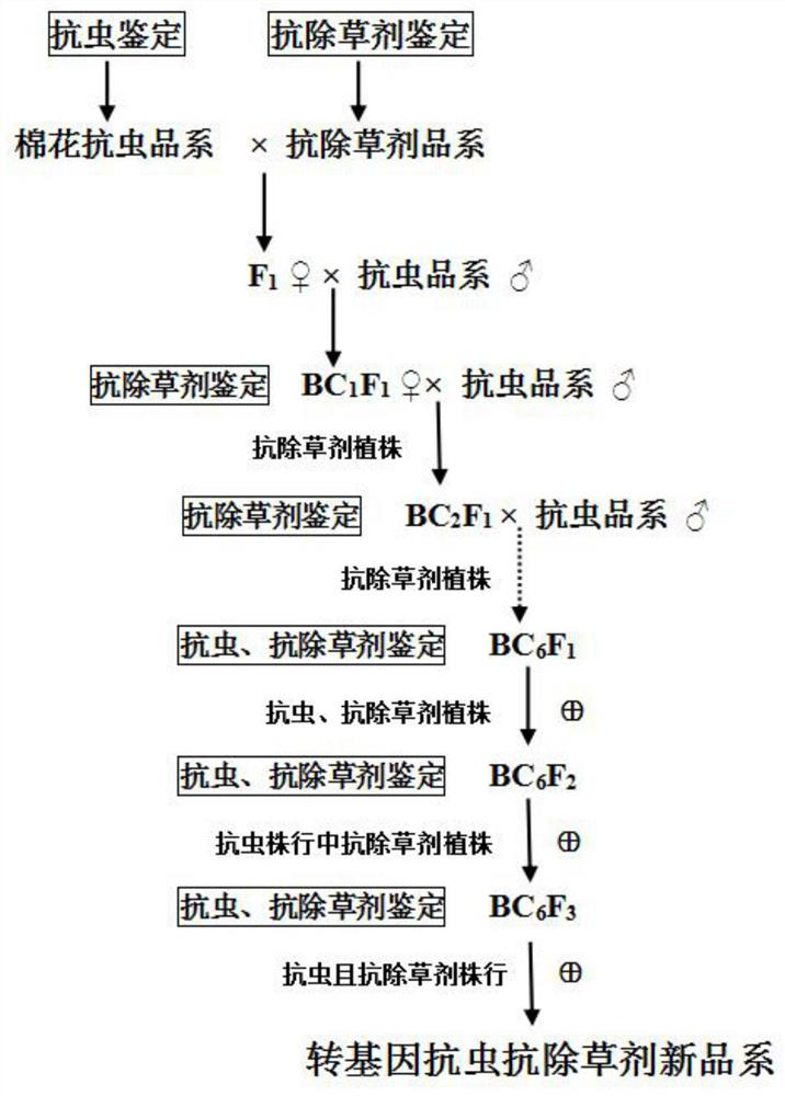 Method for cultivating new transgenic insect-resistant glyphosate-resistant cotton strain