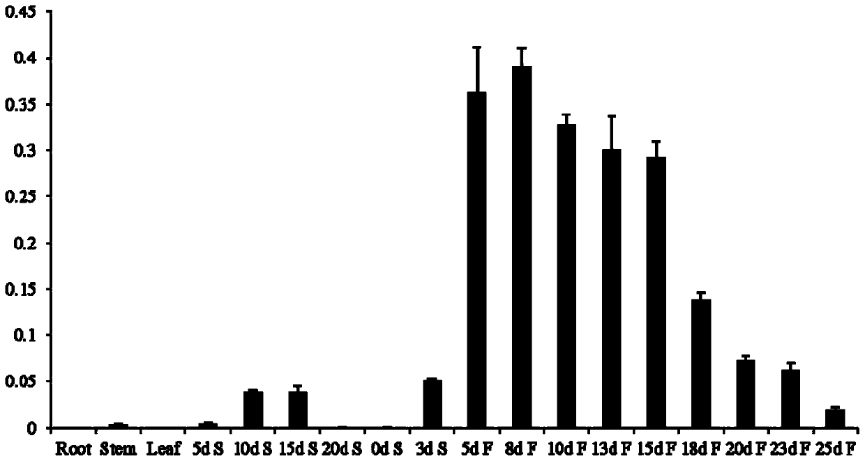 Cotton drought resistance related gene GhDT1 and application thereof