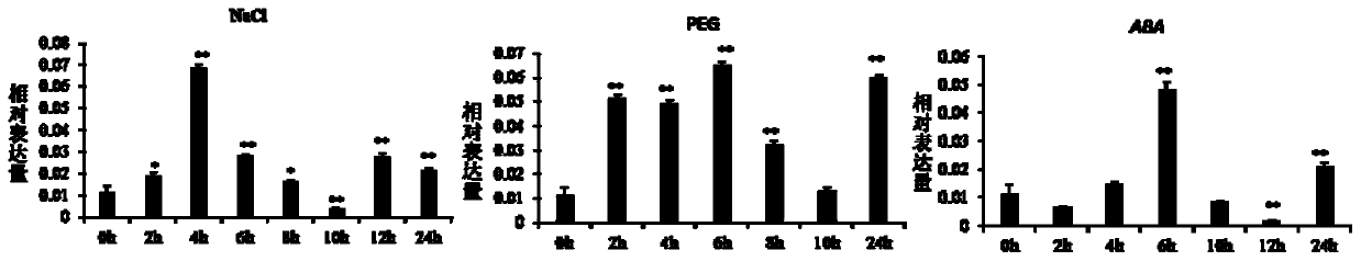 Cotton drought resistance related gene GhDT1 and application thereof