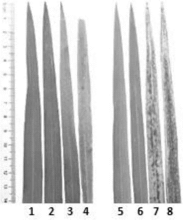 Rice bacterial leaf blight resistance related gene OsABA2 and application thereof