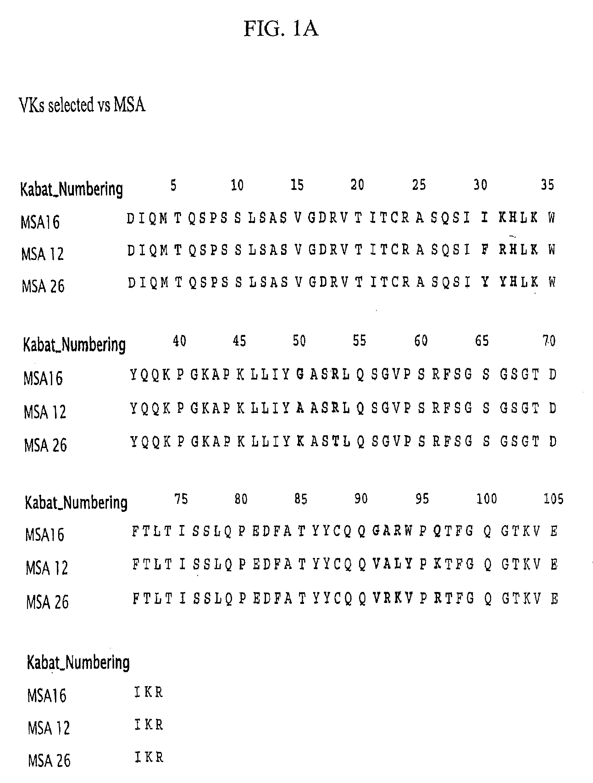 Bispecific Fusion Antibodies With Enhanced Serum Half-Life