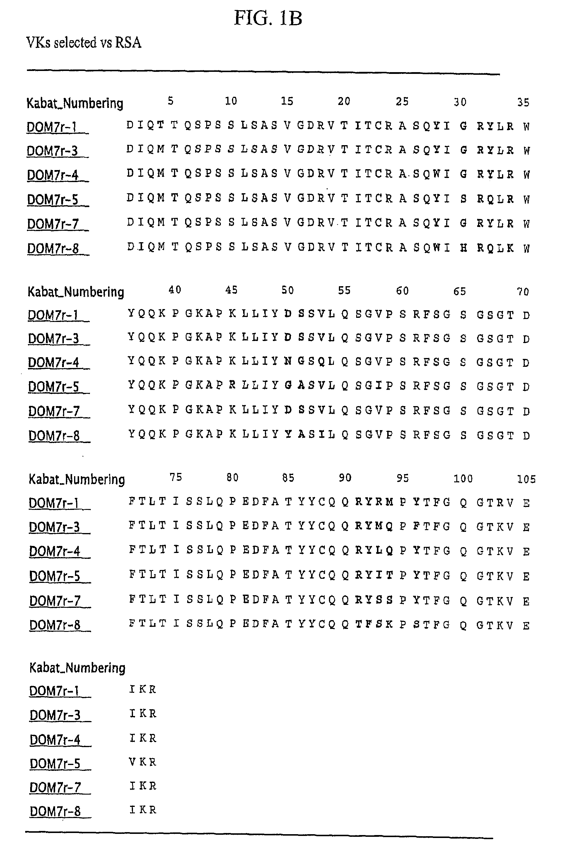 Bispecific Fusion Antibodies With Enhanced Serum Half-Life