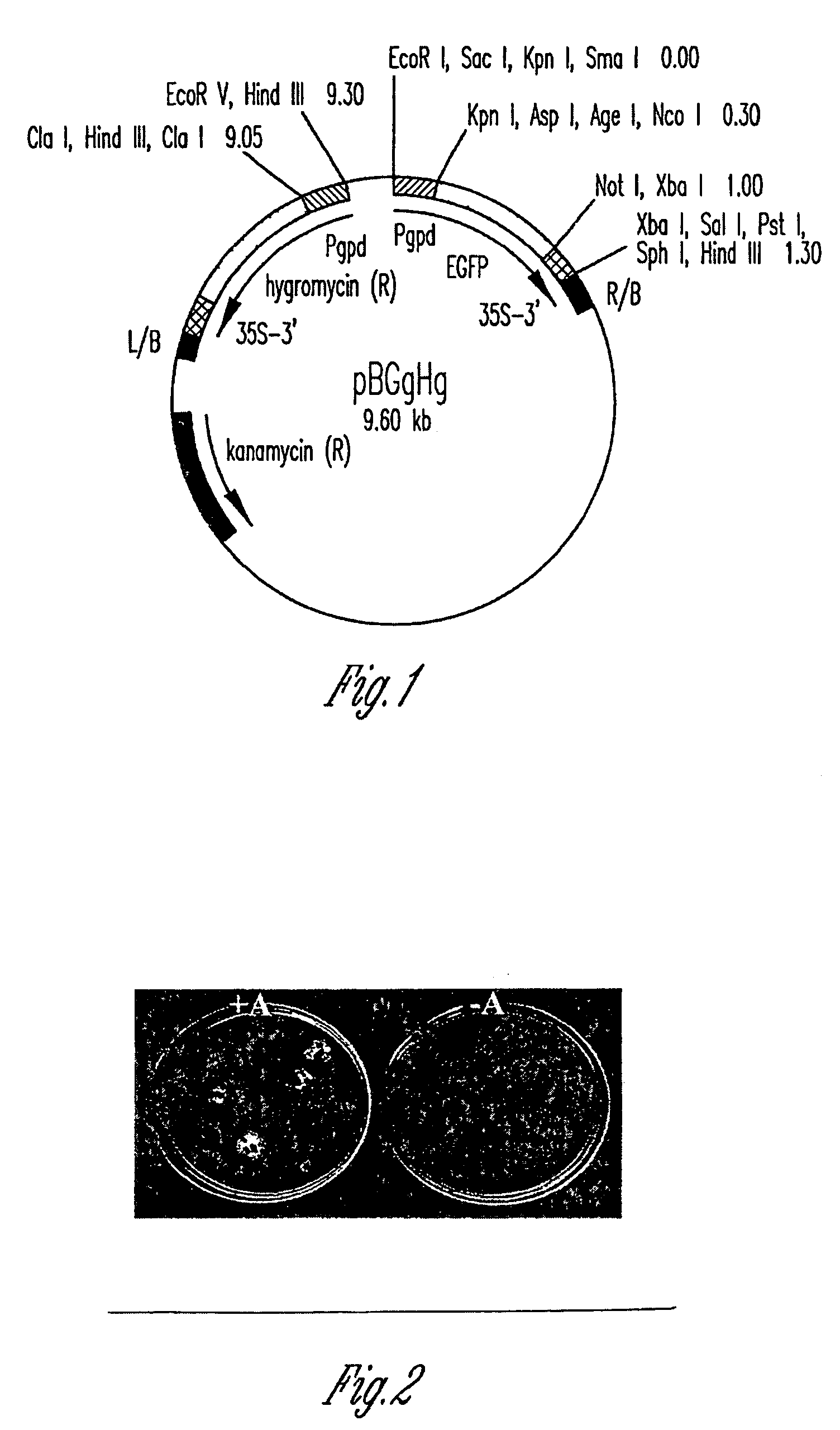 Methods and compositions for highly efficient transformation of filamentous fungi