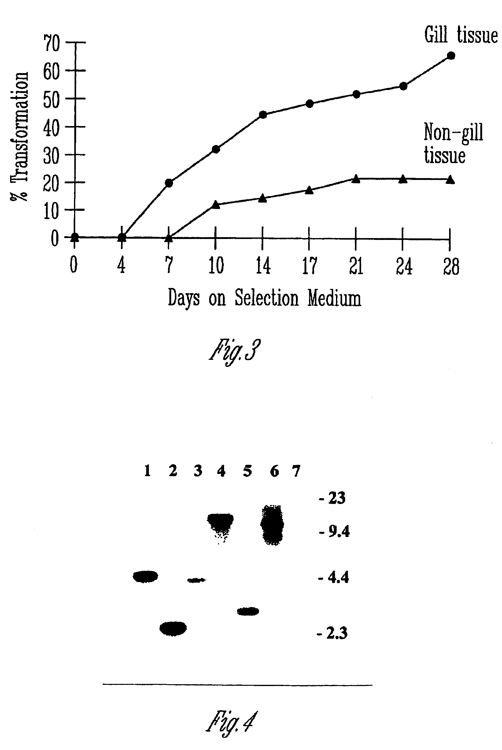 Methods and compositions for highly efficient transformation of filamentous fungi