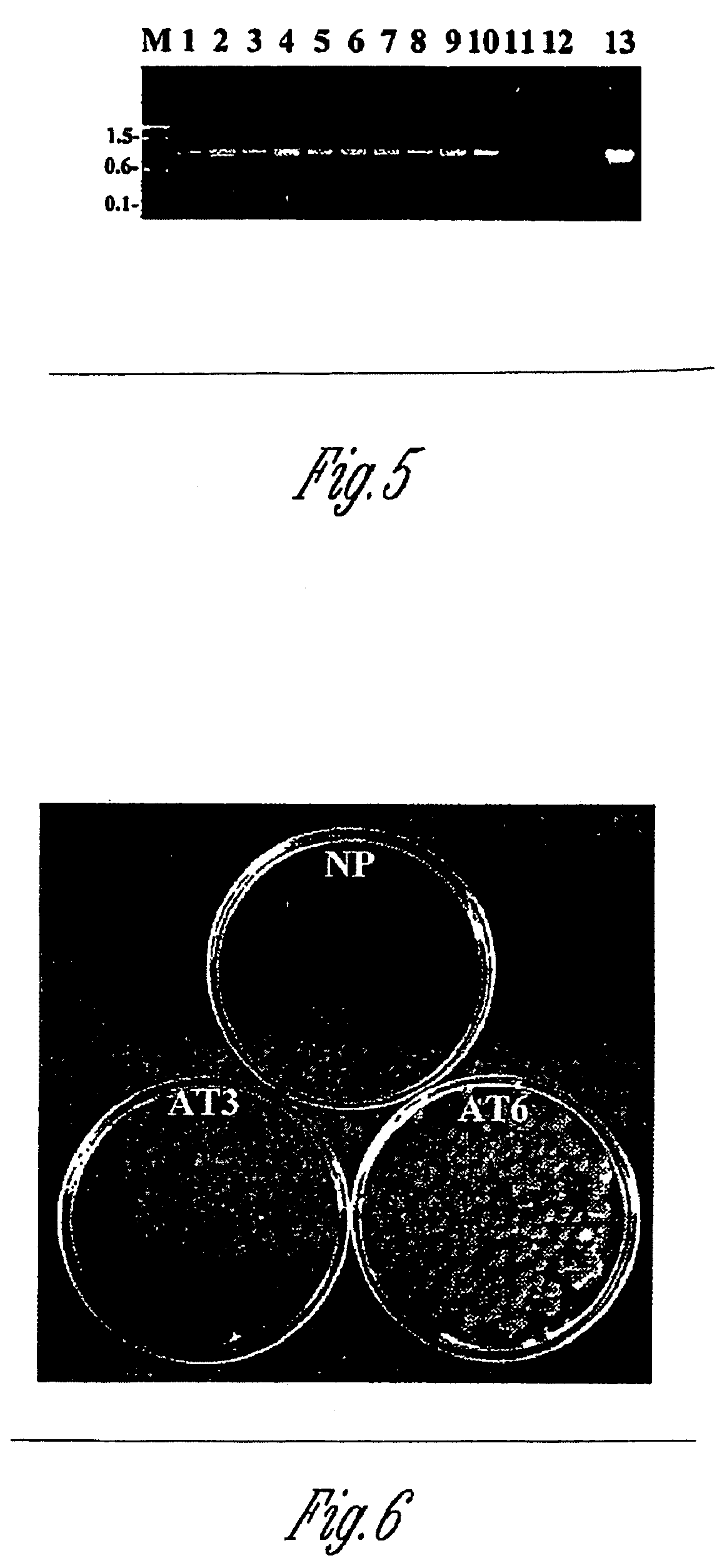 Methods and compositions for highly efficient transformation of filamentous fungi