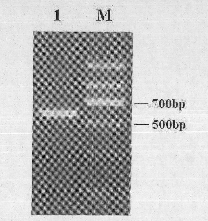 Compound of hepatitis B virus antigen and lewis oligosaccharide and preparation method and application thereof