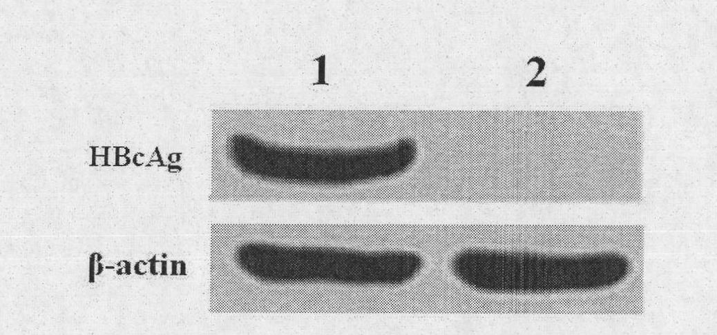 Compound of hepatitis B virus antigen and lewis oligosaccharide and preparation method and application thereof