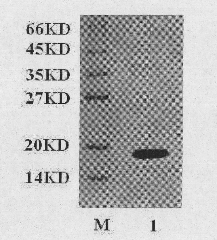 Compound of hepatitis B virus antigen and lewis oligosaccharide and preparation method and application thereof