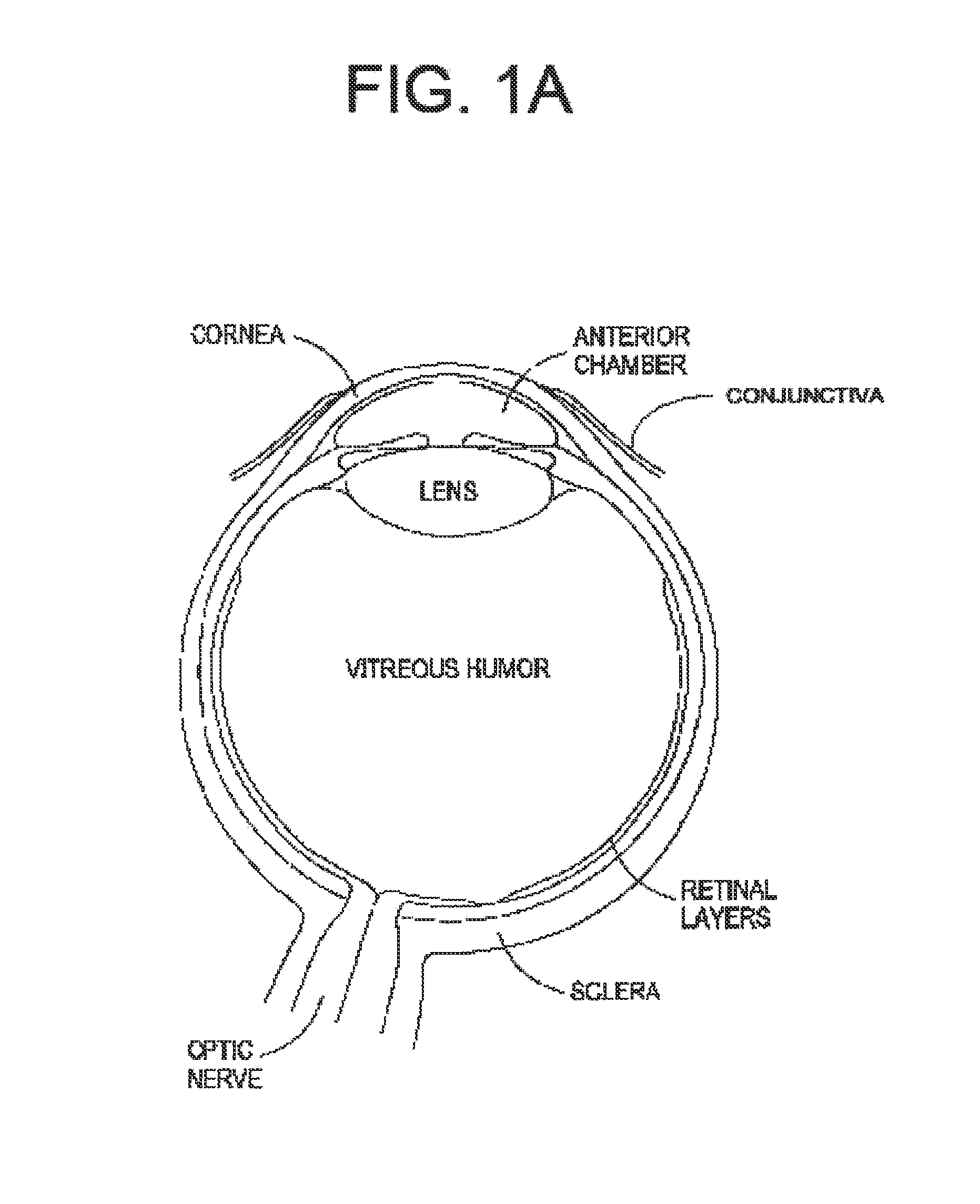 Model human eye and face manikin for use therewith