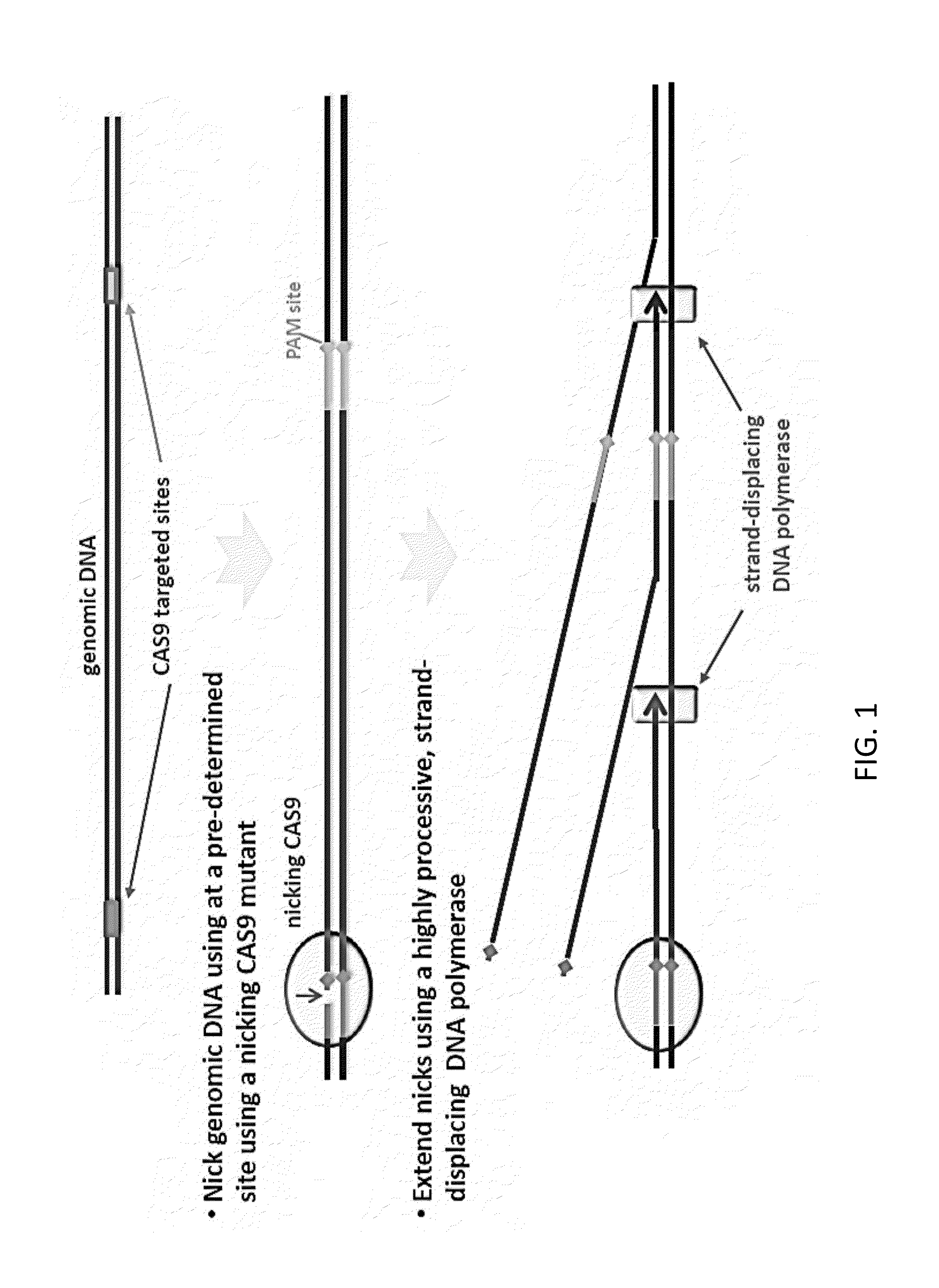 CAS9-based Isothermal Method of Detection of Specific DNA Sequence